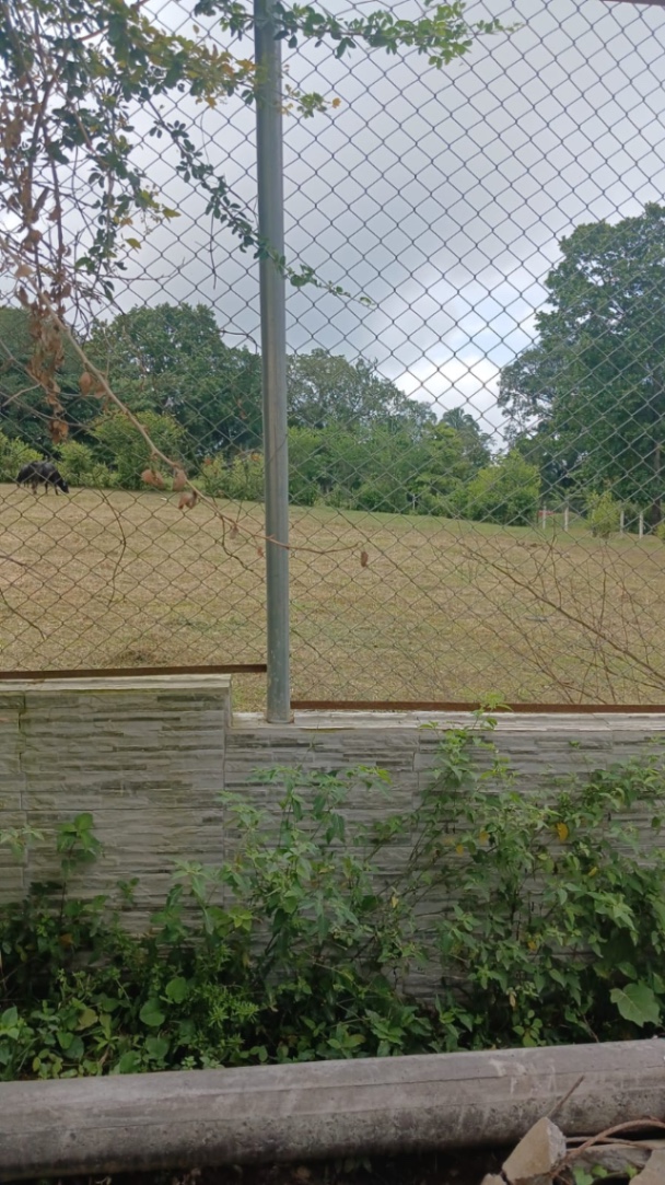 Cl. 134, Ibagué, Tolima, Colombia 3